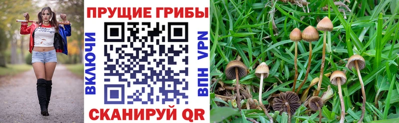 Псилоцибиновые грибы Cubensis Звенигово